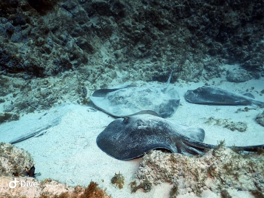 Tenerife: Beginners Scuba Dive Experience in Turtle Area - What the $85 price buys you