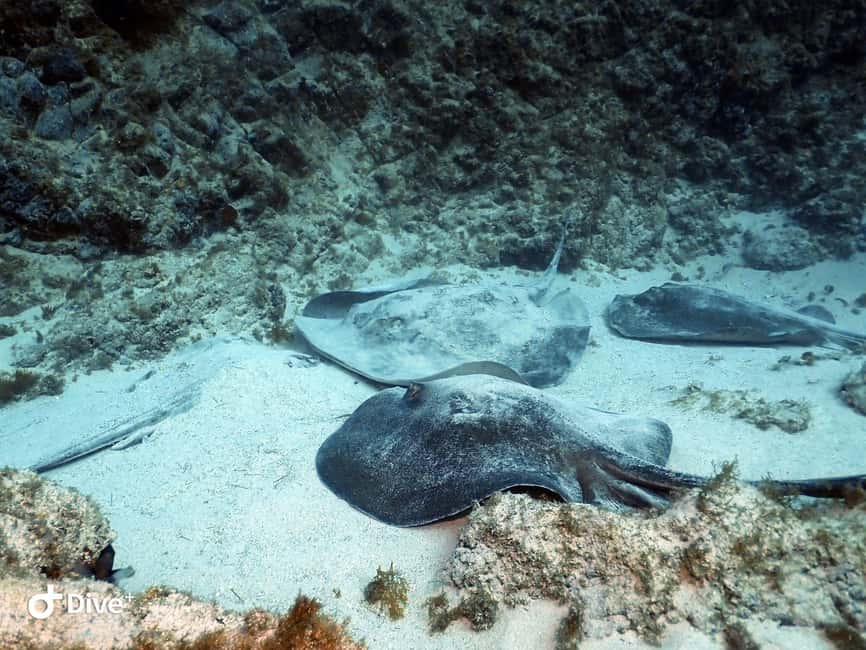 Tenerife: Beginners Scuba Dive Experience in Turtle Area - Health rules and timing after scuba