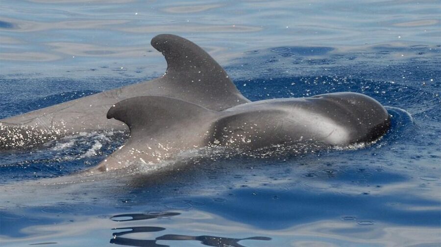 Tenerife: Eco-Yacht Whale and Dolphin Watching and Swimming - Key points to know before you book