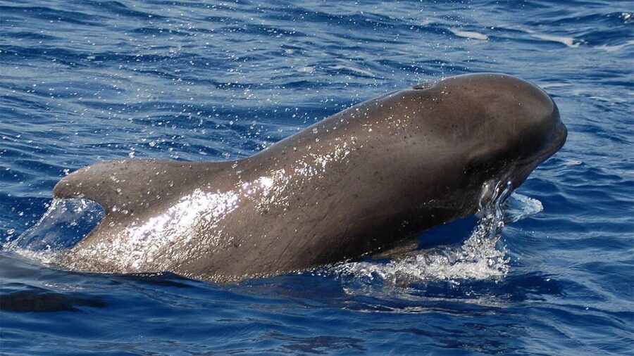 Tenerife: Eco-Yacht Whale and Dolphin Watching and Swimming - Watching whales and dolphins without a chase