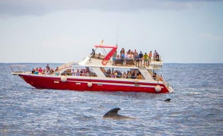 Tenerife: Eco-Yacht Whale and Dolphin Watching and Swimming - The Cave of Love and the Palm-Mar coast