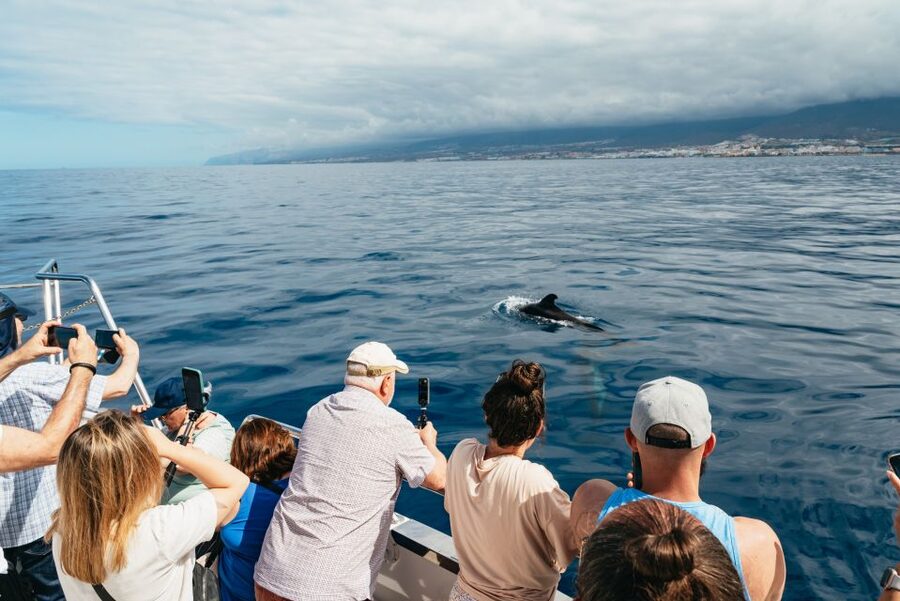 Tenerife: Eco-Yacht Whale and Dolphin Watching and Swimming - A swim stop with a practical catch