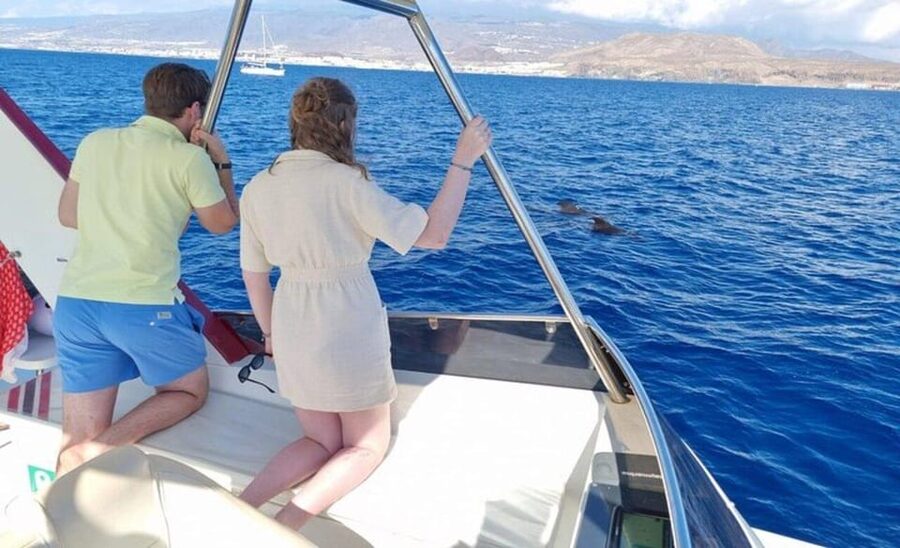 Tenerife: Eco-Yacht Whale and Dolphin Watching and Swimming - Is the $13 price really good value?