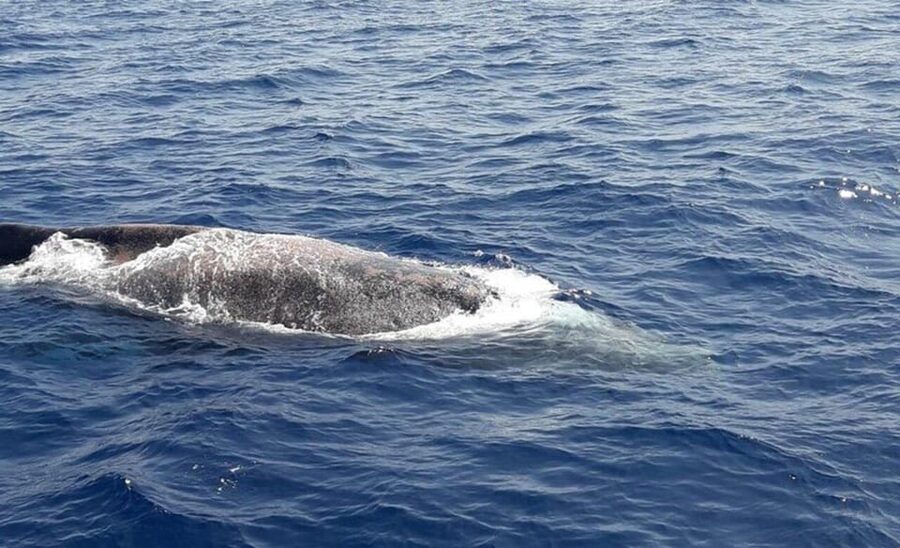 Tenerife: Eco-Yacht Whale and Dolphin Watching and Swimming - Who will enjoy this trip most?
