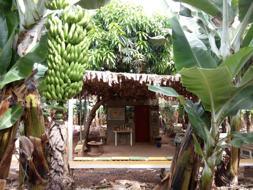 Tenerife: Finca Las Margaritas Banana Plantation Experience - Key things to know before visiting Finca Las Margaritas