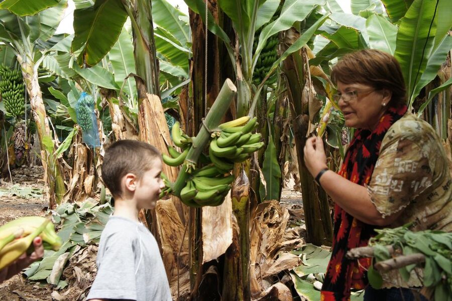 Tenerife: Finca Las Margaritas Banana Plantation Experience - What Finca Las Margaritas adds to a Tenerife holiday
