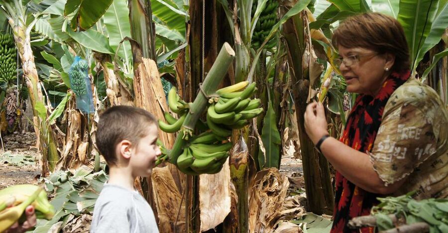 Tenerife: Finca Las Margaritas Banana Plantation Experience - Walking among the banana plants