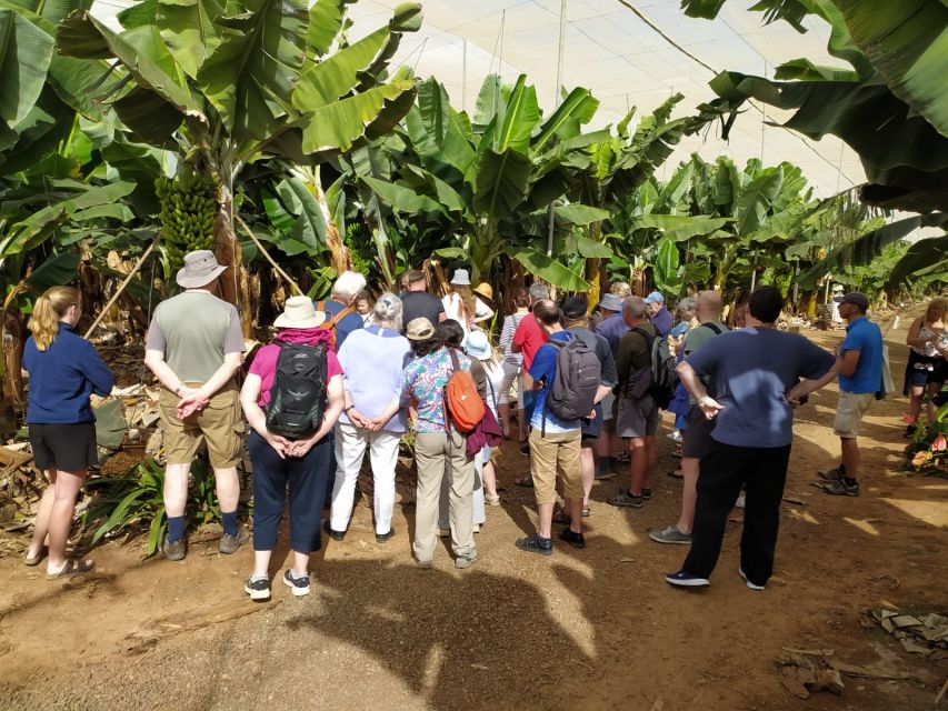 Tenerife: Finca Las Margaritas Banana Plantation Experience - How long the visit really takes
