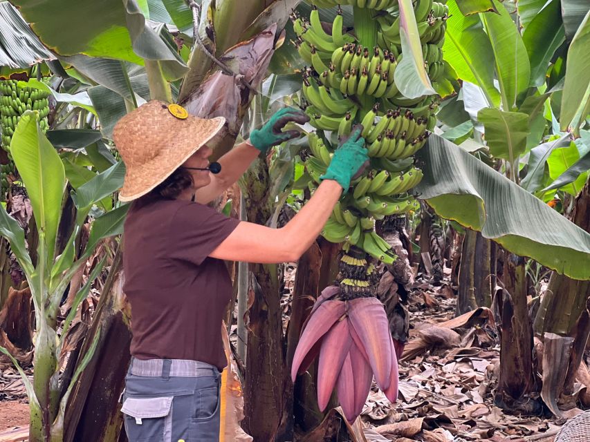 Tenerife: Finca Las Margaritas Banana Plantation Experience - Choosing between the guided and self-guided routes
