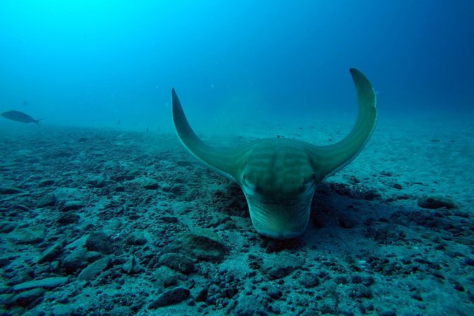 Tenerife First Time Scuba Dive – Turtle Habitat, Small Groups - Starting at Travel Sub Dive Center in Costa Adeje