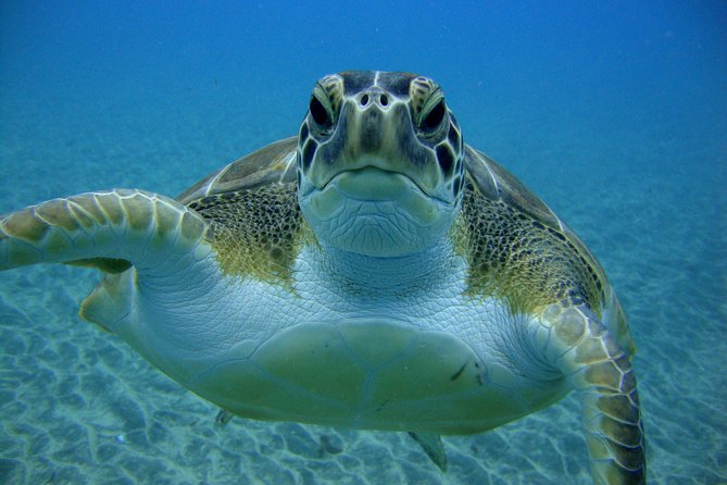 Tenerife First Time Scuba Dive – Turtle Habitat, Small Groups - Your First 25 to 30 Minutes Underwater