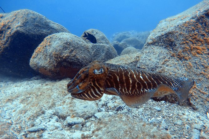 Tenerife First Time Scuba Dive – Turtle Habitat, Small Groups - What You Might See Below the Surface