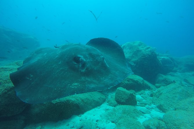Tenerife First Time Scuba Dive – Turtle Habitat, Small Groups - The 30 Minute Snorkeling Safari