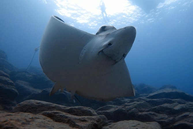 Tenerife First Time Scuba Dive – Turtle Habitat, Small Groups - Is $90.70 Good Value?