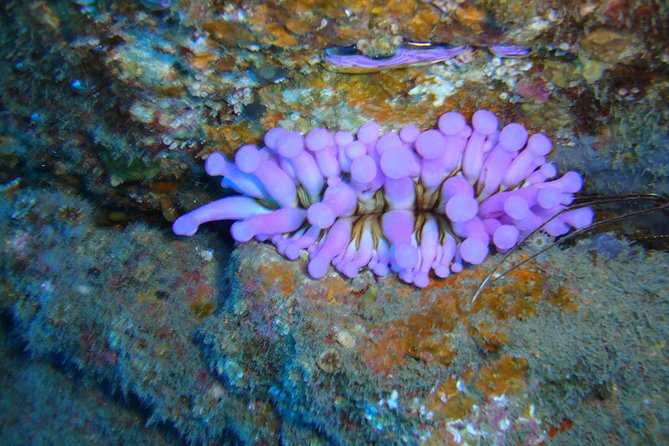 Tenerife First Time Scuba Dive – Turtle Habitat, Small Groups - The Puerto Colon Boat Ride