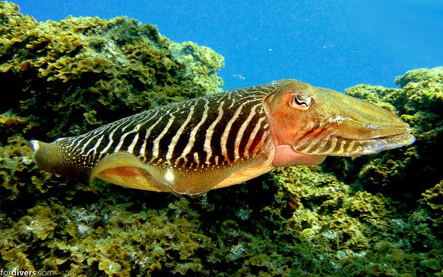 Tenerife: Half-Day Snorkeling Tour - A 30-minute break, then time to explore alone