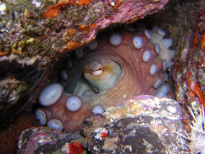 Tenerife: Half-Day Snorkeling Tour - What the $69 price really includes