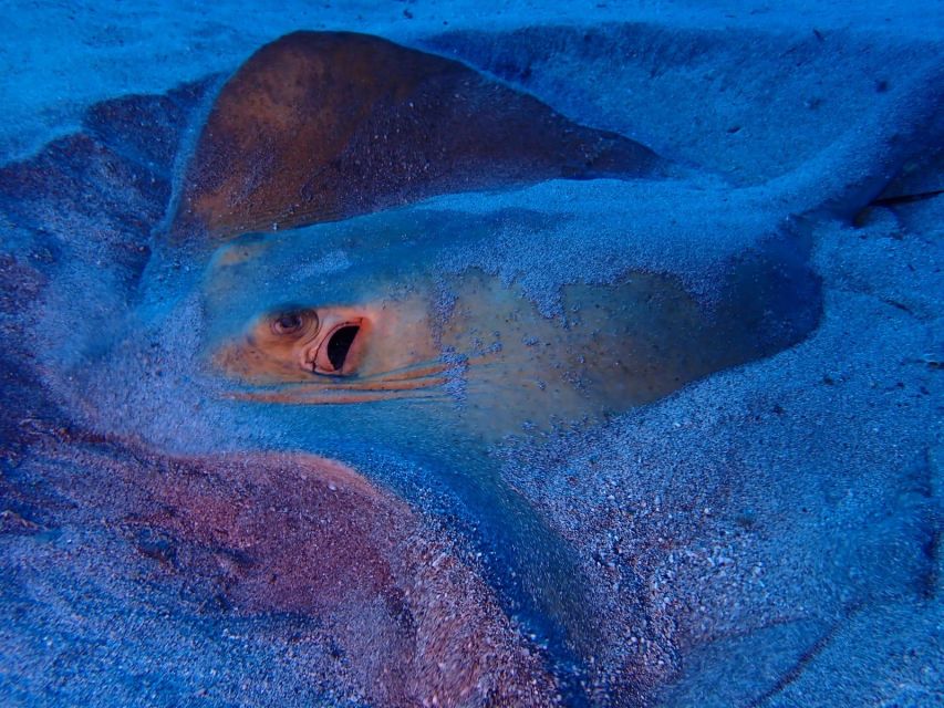 Tenerife: Half-Day Snorkeling Tour - The guide makes the biggest difference