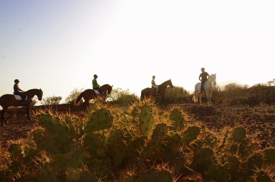 Tenerife: Horseback Ride with Instructor - Starting at Xanadu in Arona