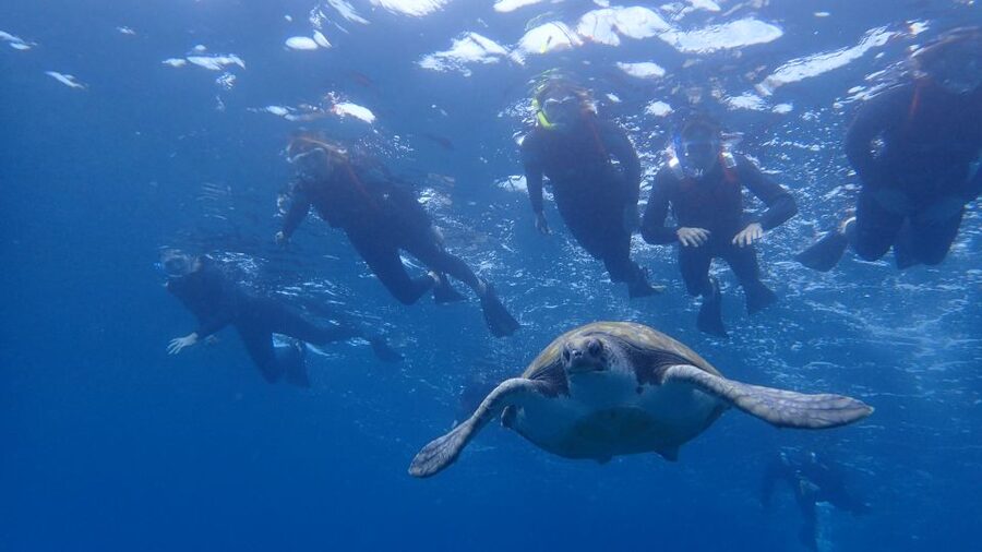 Tenerife: Kayak and Snorkel with Turtles, Wetsuits Included - Starting at Cristianmar near Los Cristianos