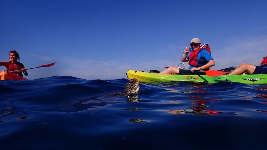 Tenerife: Kayak and Snorkel with Turtles, Wetsuits Included - What the $35 price really buys