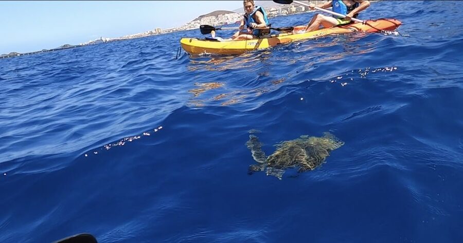 Tenerife: Kayak Safari and Sea Turtle Snorkeling with Photos - Paddling beside Tenerife’s marine life