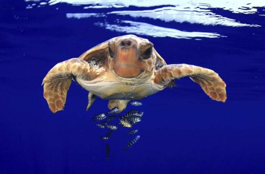 Tenerife: Kayak Safari and Sea Turtle Snorkeling with Photos - Photos, equipment, and what $29 includes