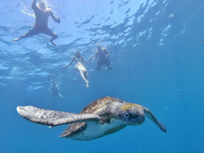Tenerife: Kayak Safari and Sea Turtle Snorkeling with Photos - Who should book this Tenerife kayak trip?