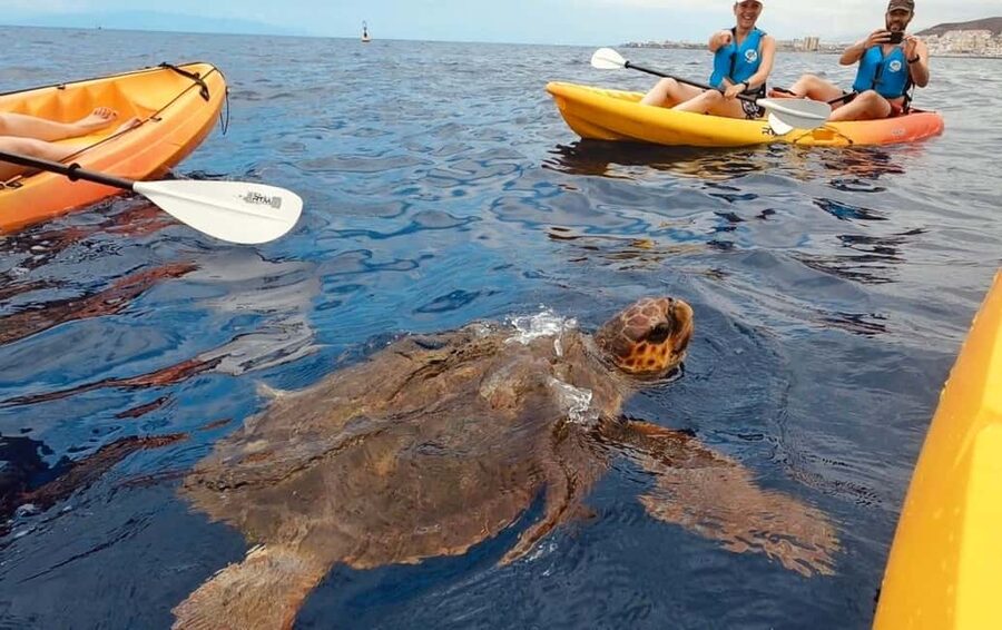 Tenerife: Kayak Safari and Sea Turtle Snorkeling with Photos - The 10-minute lesson that sets the tone