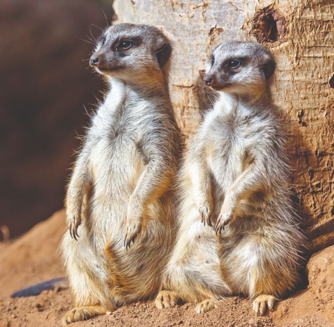 Tenerife: Loro Parque Entry Ticket - What your $52 ticket gets you