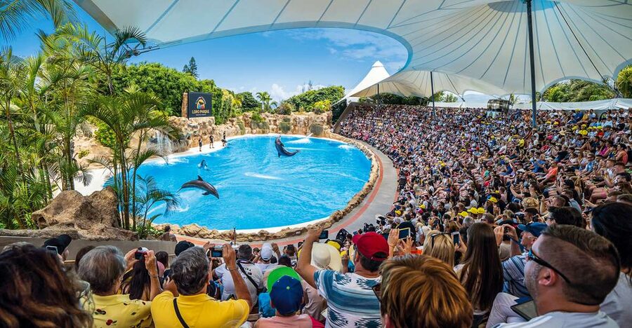 Tenerife: Loro Parque Entry Ticket - The four presentations that shape the day
