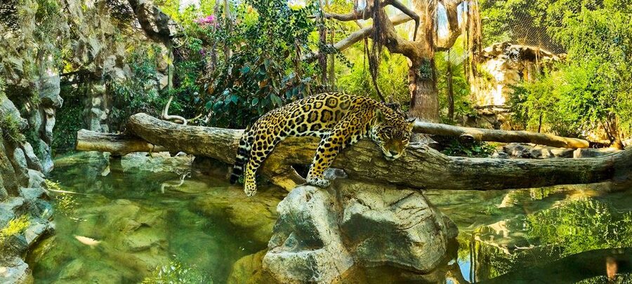 Tenerife: Loro Parque Entry Ticket - Food, toilets, seating, and general comfort