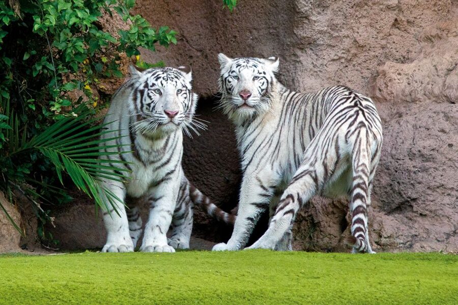Tenerife: Loro Parque & Siam Park Entry Ticket with Transfer - Is $115 good value?