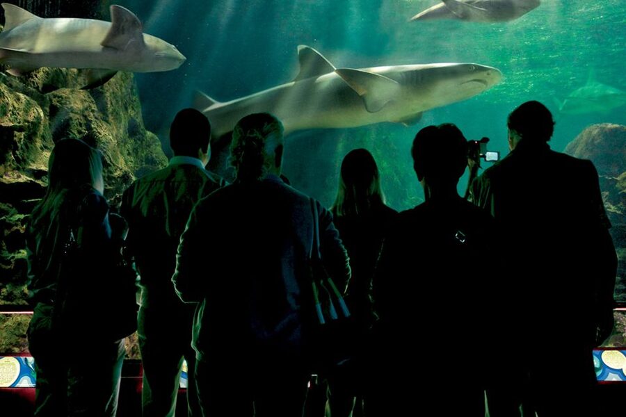 Tenerife: Loro Parque & Siam Park Entry Ticket with Transfer - Loro Parque: make this your main event
