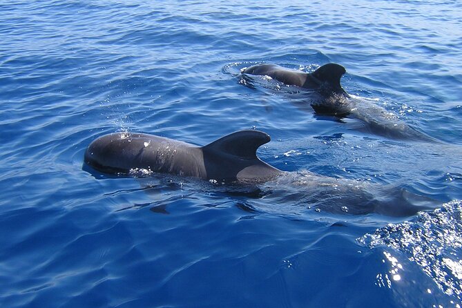 Tenerife Los Cristianos: Whale and Dolphin Eco-Yacht and Swim Stop - Key points before you book