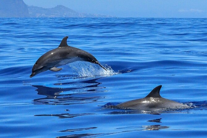 Tenerife Los Cristianos: Whale and Dolphin Eco-Yacht and Swim Stop - Setting out from Los Cristianos port