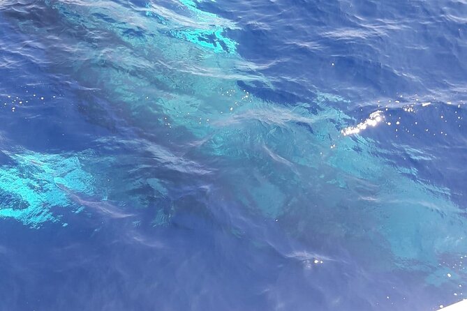 Tenerife Los Cristianos: Whale and Dolphin Eco-Yacht and Swim Stop - The swim and snorkel stop