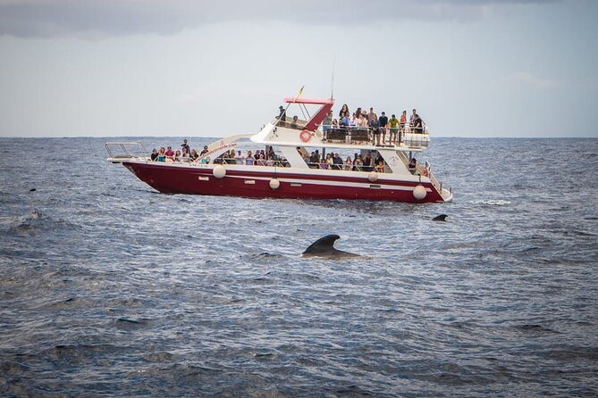 Tenerife Los Cristianos: Whale and Dolphin Eco-Yacht and Swim Stop - How much value do you get for $18.10?