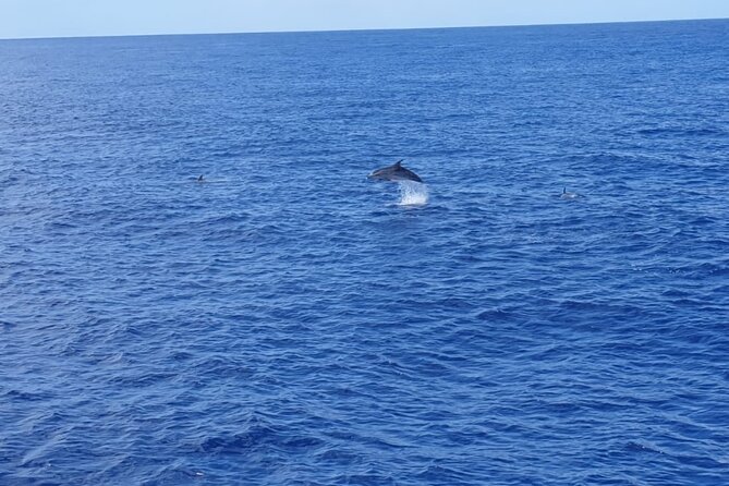 Tenerife Los Cristianos: Whale and Dolphin Eco-Yacht and Swim Stop - Choosing the right departure time