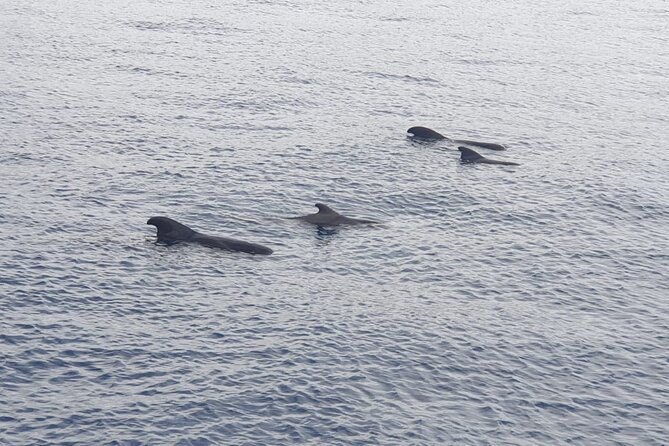 Tenerife Los Cristianos: Whale and Dolphin Eco-Yacht and Swim Stop - Passing the Cave of Love