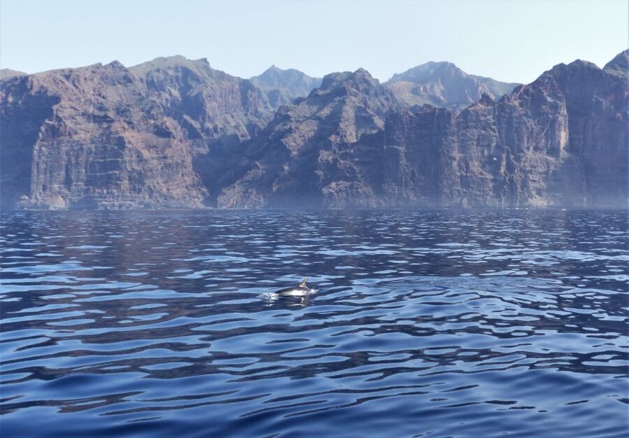 Tenerife: Los Gigantes Whale Watching Cruise by Sail Boat - Is $88 a fair price?