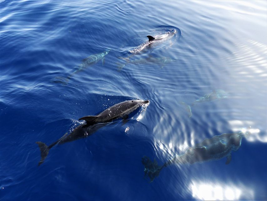 Tenerife: Los Gigantes Whale Watching Cruise by Sail Boat - Two hours looking for whales and dolphins