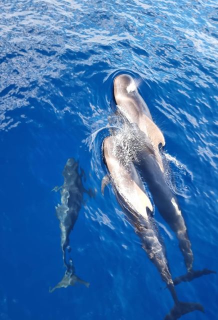 Tenerife: Marine-Life Tour with Transfer, Buffet and Drinks - My practical advice before you go