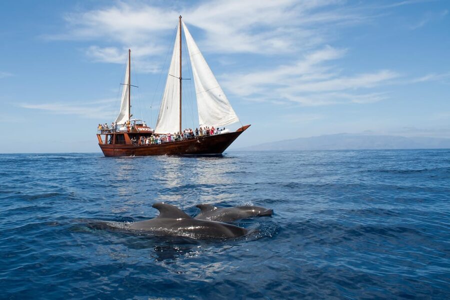 Tenerife:Respectful Whale Watching, Pirate Ship, & Swim - Key points to know before you book