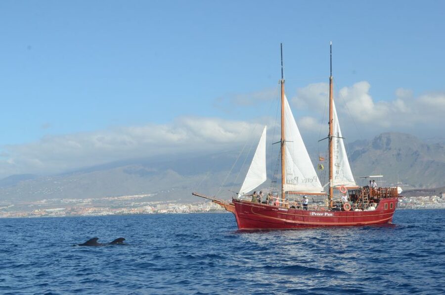 Tenerife:Respectful Whale Watching, Pirate Ship, & Swim - Why pilot whales gather off Tenerife’s west coast