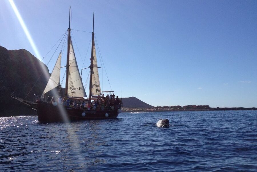Tenerife:Respectful Whale Watching, Pirate Ship, & Swim - Rough water and seasickness: take the warning seriously