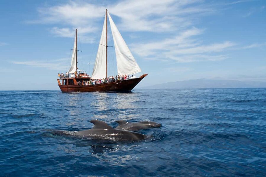 Tenerife:Respectful Whale Watching, Pirate Ship, & Swim - Sailing from Los Cristianos on the Peter Pan boat