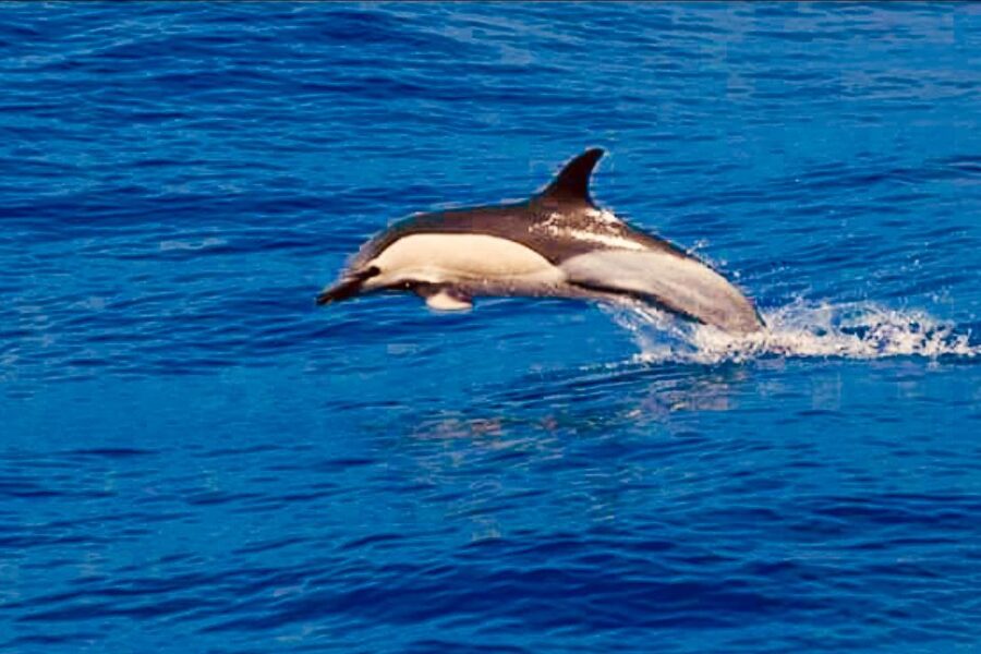 Tenerife: Sailboat Tour with Food and Snorkeling - Who will enjoy this sailboat tour most?