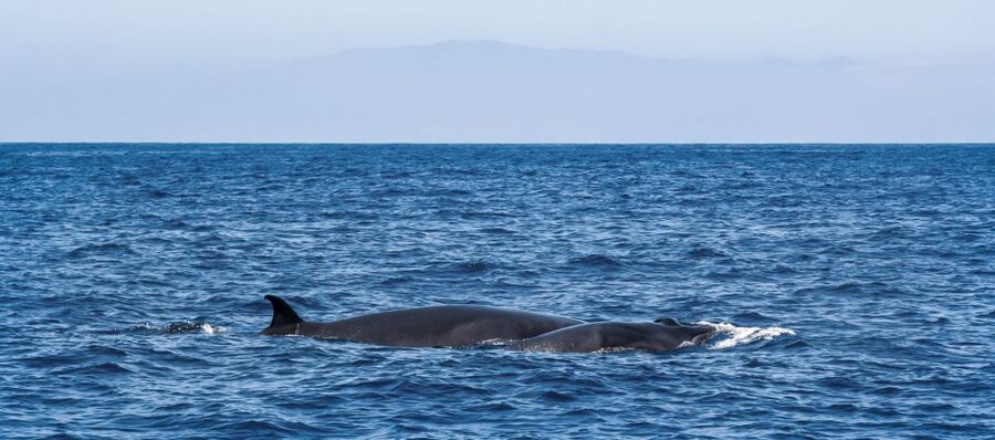 Tenerife: Sailboat Tour with Food and Snorkeling - Baguettes, cake, cava, and simple onboard comfort