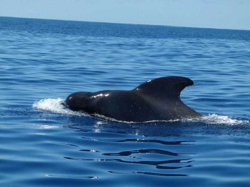 Tenerife: Sailing Excursion with Whale and Dolphin Watching - Booking details that matter